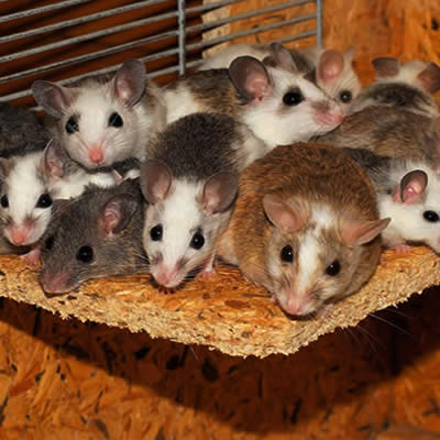 Ratón Comun